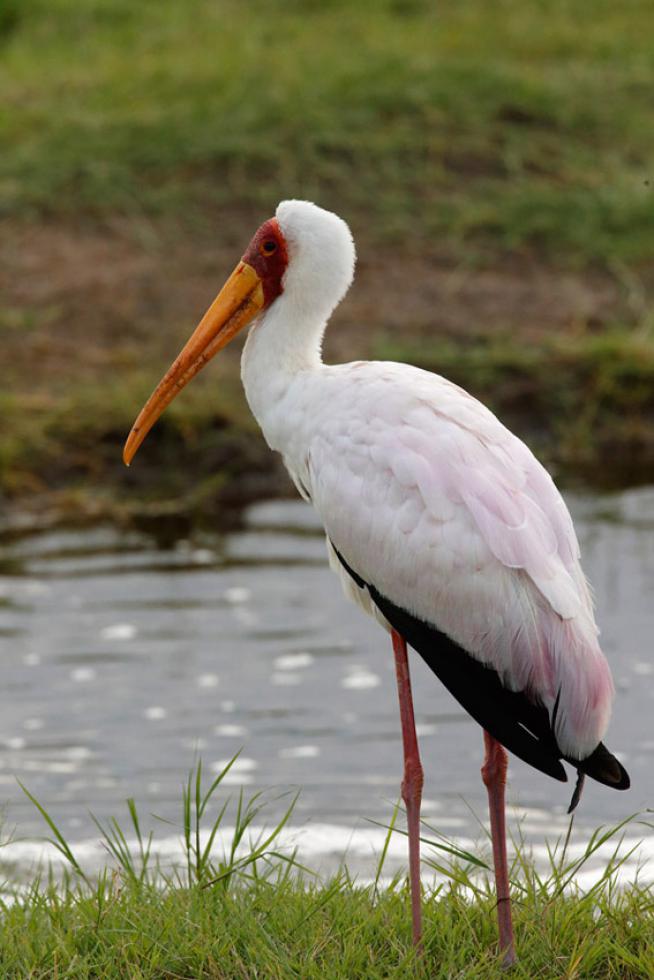 Cigüeña de pico amarillo (Mycteria ibis) Yellow billed stork